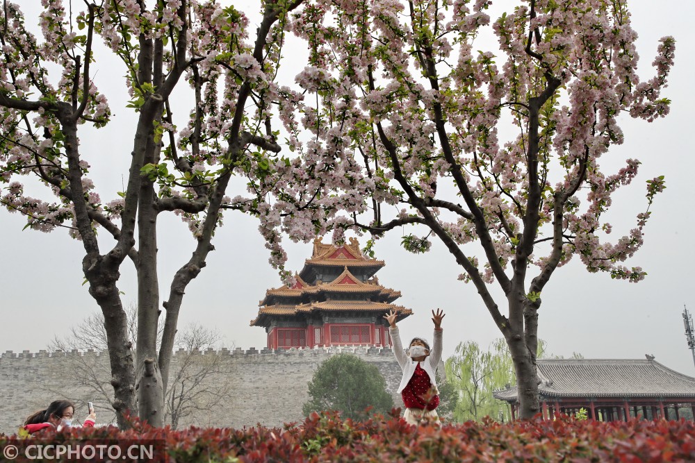 北京故宫：海棠烂漫，美不胜收