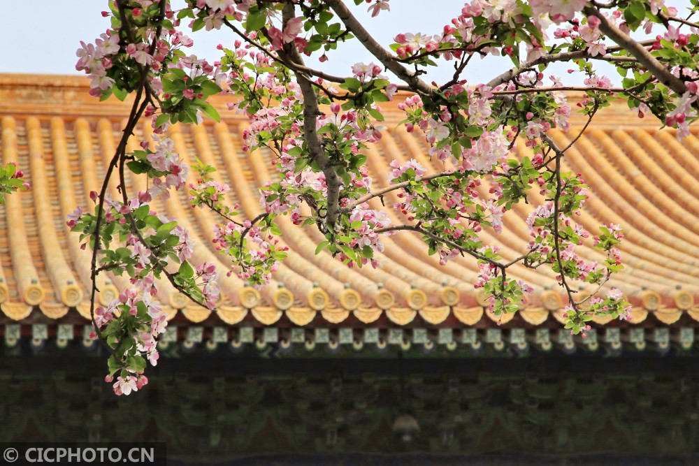 北京故宫：海棠烂漫，美不胜收