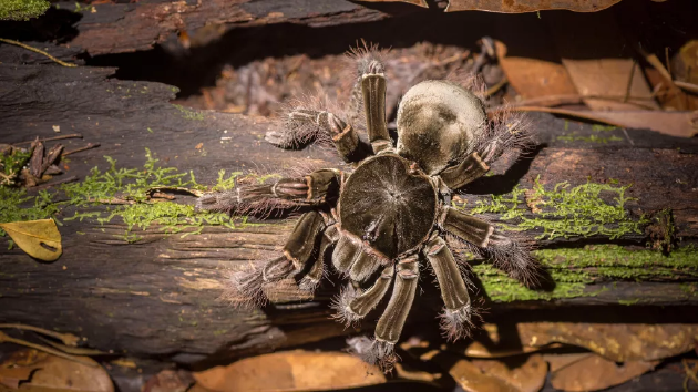 亚马逊巨型食鸟蛛体重大，达到170克，体长12-28厘米(包括腿部)。