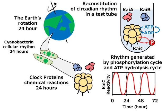 驱动蓝藻昼夜节律的时钟蛋白质。在试管中可以观察到磷酸化循环（红色圆圈“P”表示磷的转移）和ATP水解循环（蓝色圆圈“ATP”和“ADP”表示三磷酸腺苷转化为二磷酸腺苷）的昼夜节律。