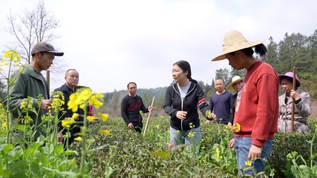 绿水青山是我家⑧ | 最美茶园里的“科特派”