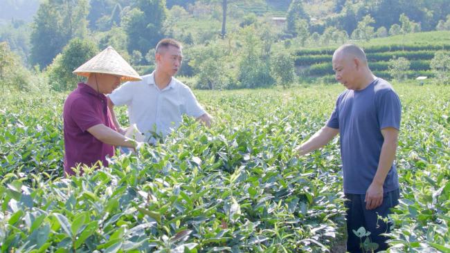 绿水青山是我家⑧ | 最美茶园里的“科特派”